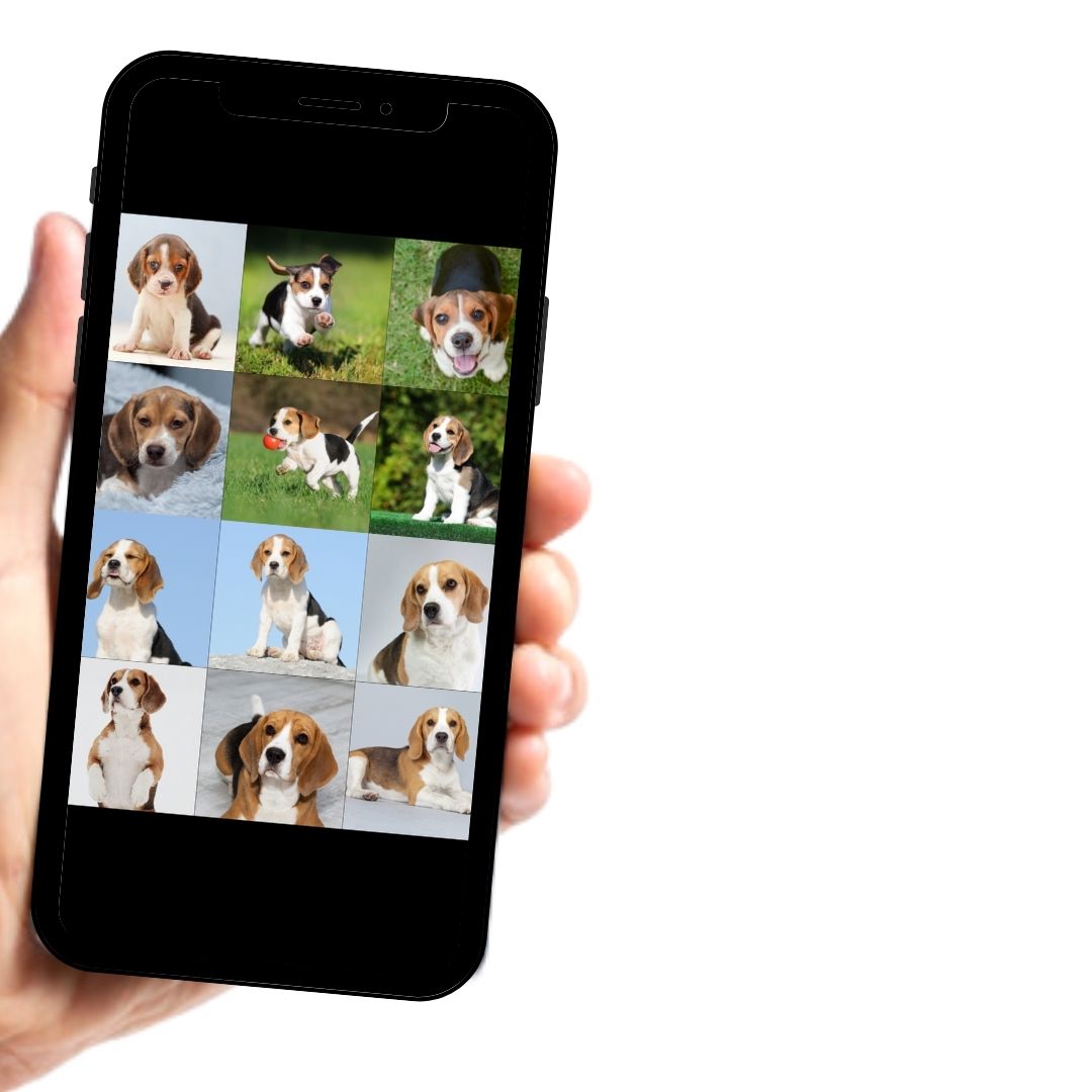 Pet Birthday Video Invitation - Pet Theme Birthday Invite